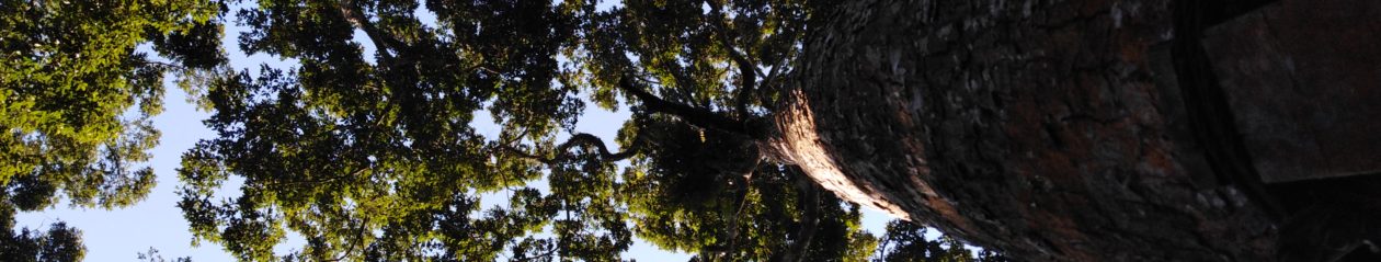 Community Ecology & Conservation Group